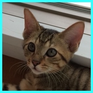 無邪気でかわいいキジトラ男子　八朔君