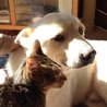 一般社団法人 おーあみ避難所(保護活動者)