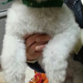 人懐っこいトイプードル