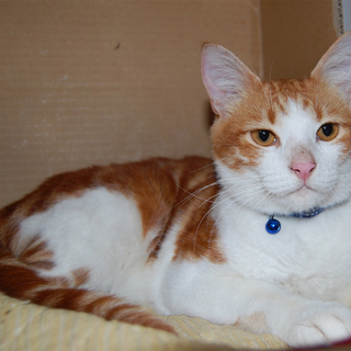 「かまって、かまって」とついて来るニャン