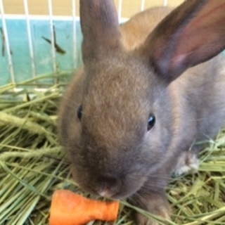 赤ちゃんうさぎの里親募集☆