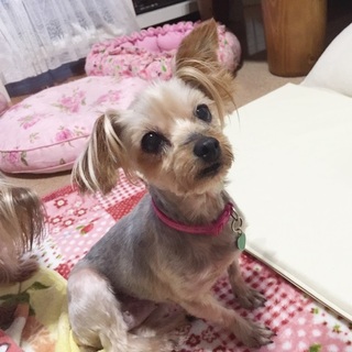 元気いっぱいのヨーキー*蒼夏ちゃん