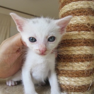 頭にぽちのある白猫　つむぎくん　離乳中