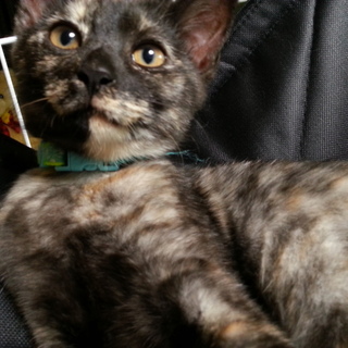 アメショーmix 人好き!甘えん坊さん