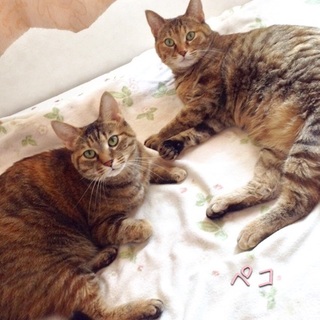 （7/31写真更新）2歳　仲良しお嬢さんたち