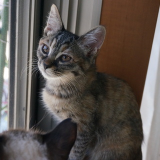 とっても静かな女の子です