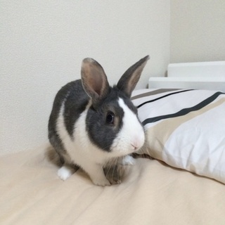 ミニウサギ♂