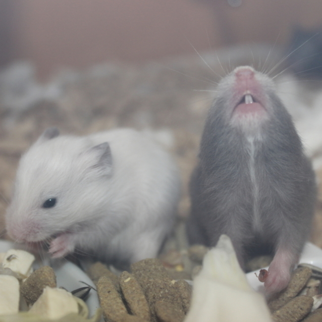 miimoのカバー写真