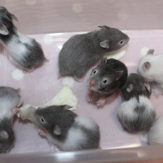 7月12日生まれのハムスターの赤ちゃん