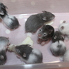 7月12日生まれのハムスターの赤ちゃん サムネイル1