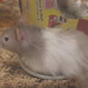 7月12日生まれのハムスターの赤ちゃん サムネイル2
