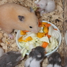 7月12日生まれのハムスターの赤ちゃん サムネイル3