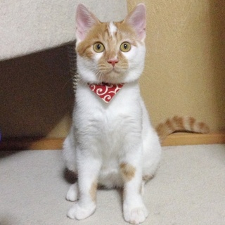 元気いっぱいの白茶男子