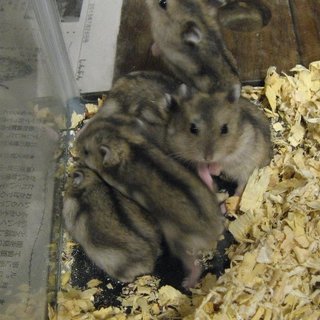 ７／１１生まれのジャンガリアン（ノーマル）