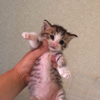 離乳後のお引き渡しです