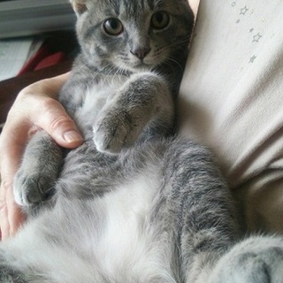 美しい毛並の男の子