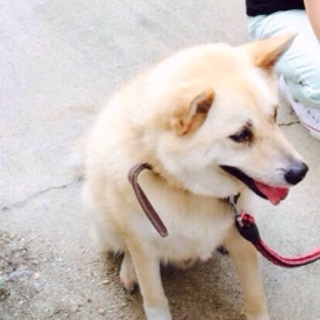 雑種の男の子6歳