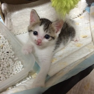 のんちゃん！生後2カ月弱。姉妹もよろしく！