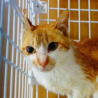 ★茶白の美形姉妹・おかきちゃん★