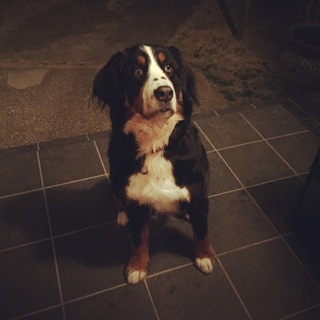 とても人懐こい甘えん坊なバーニーズです☆