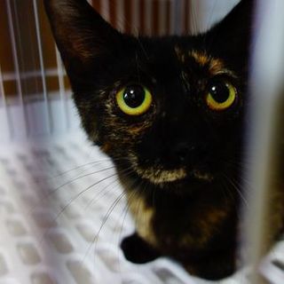 ★美形姉妹のサビ猫・あられちゃん★