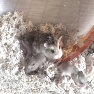 ロボロフスキー(ノーマル)の赤ちゃん