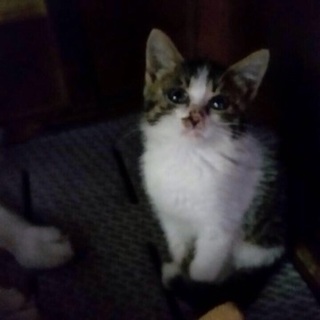 大人しく可愛すぎる子猫ちゃん！