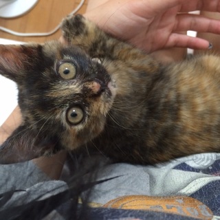 超甘えん坊の可愛い女の子です