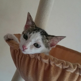 ３ヶ月の白キジ男の子