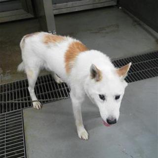 きれいな毛並みのブチ男くん！