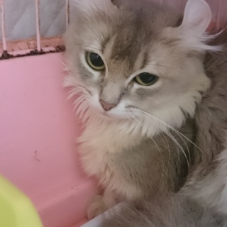 アメリカンカール☆あわびちゃん☆中長毛女の子5歳