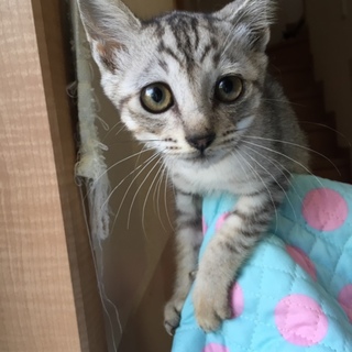 貴重なシルバータビー柄