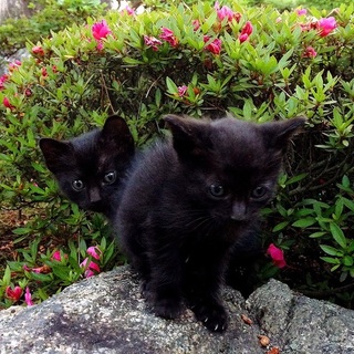 クロネコ　あと2匹