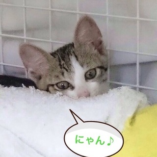イケにゃん♪こじろう君