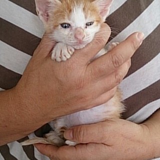 ☆とっても懐こい茶白　男の子　ぼうちゃん☆