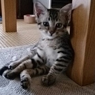 ☆とっても可愛いキジトラ　男子　うるるくん☆