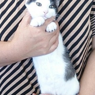 ☆可愛い白黒　男子　もっけい☆