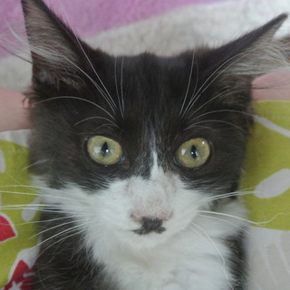 シャイで抱っこが大好きな長毛調な男の子（所沢市）