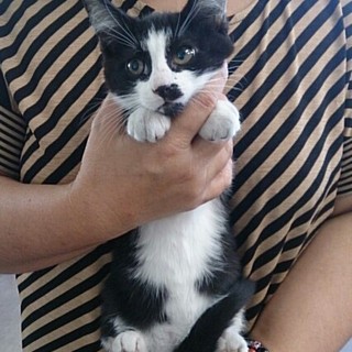 ☆元気いっぱい　黒白　男子　ガクくん☆