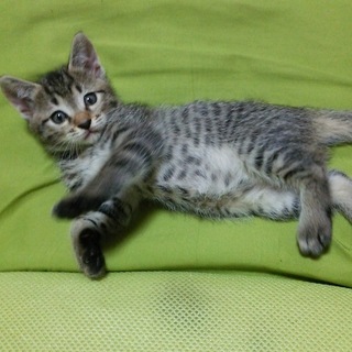 目がパッチリの人なつっこい子猫です！