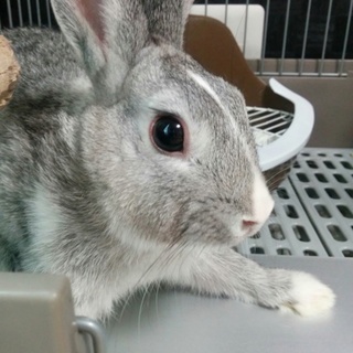生後6ヵ月のミニウサギ