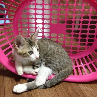 生後約3～４か月の甘えん坊子猫ちゃん♪