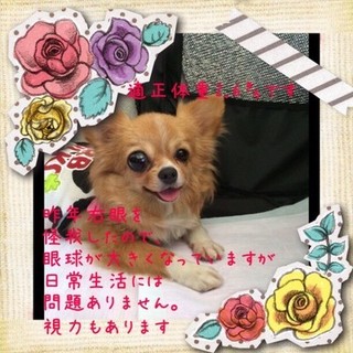 ２才のチワワ・レアちゃん可愛い甘えん坊さん