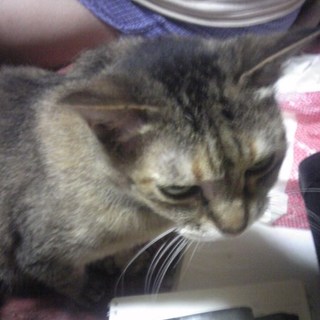 猫ちゃんを可愛がってください！