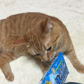 2歳アメリカンショートヘア 血統書付