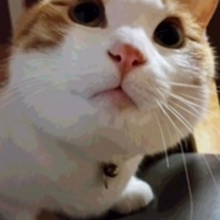 安住の場所を見つけてあげたい！