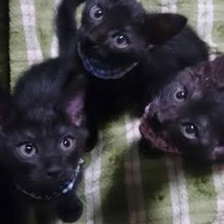 可愛い3匹の仔猫の里親さん募集中です！
