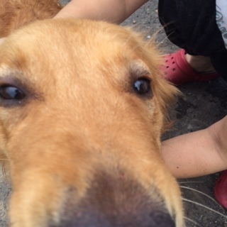 ゴールデンレトリバー女の子