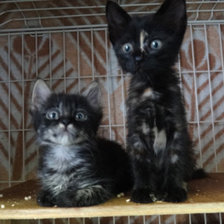 クリクリおめめの子ネコたちです！