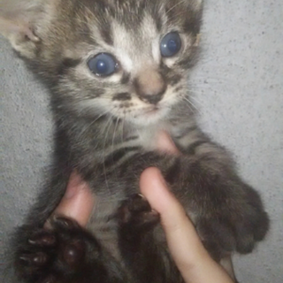 子猫の里親様募集しています